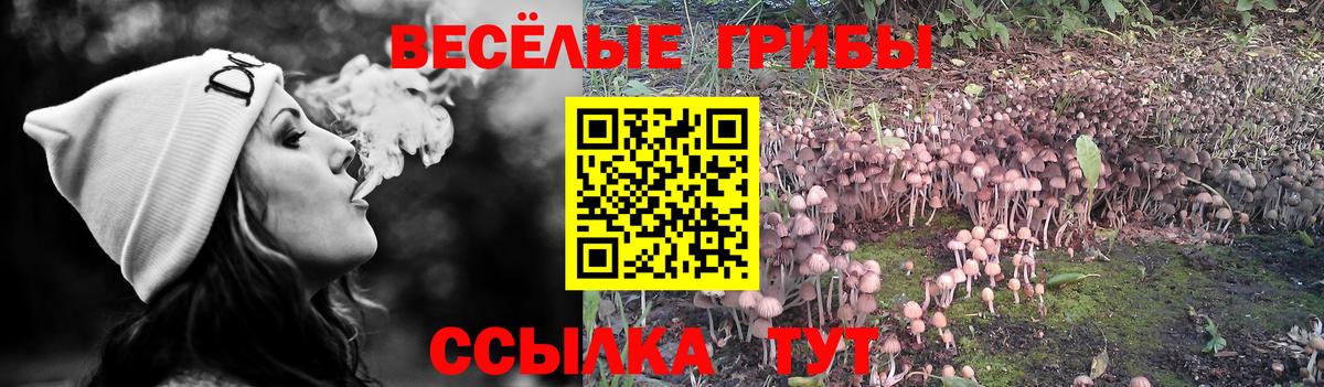 где найти наркотики  Дзержинск  Псилоцибиновые грибы Psilocybine cubensis 